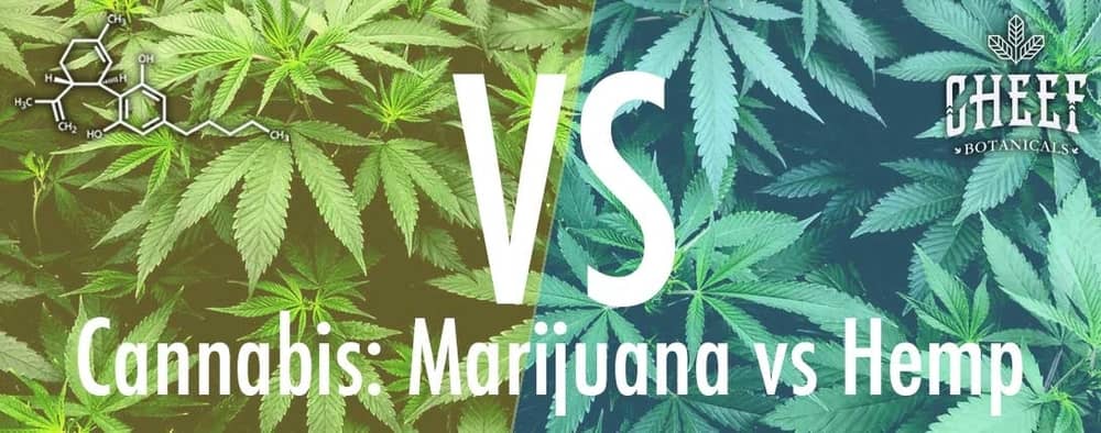 marijuana vs hemp similarities and differences