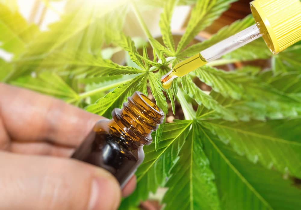 cbd cannabis oil in pipette against hemp plant