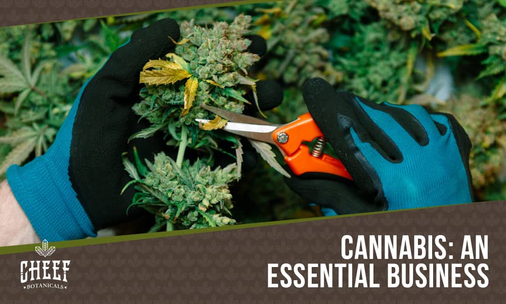 cannabis essential business