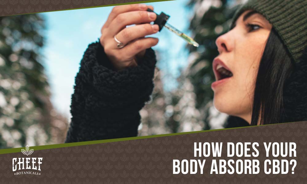 how does the body absorb cbd