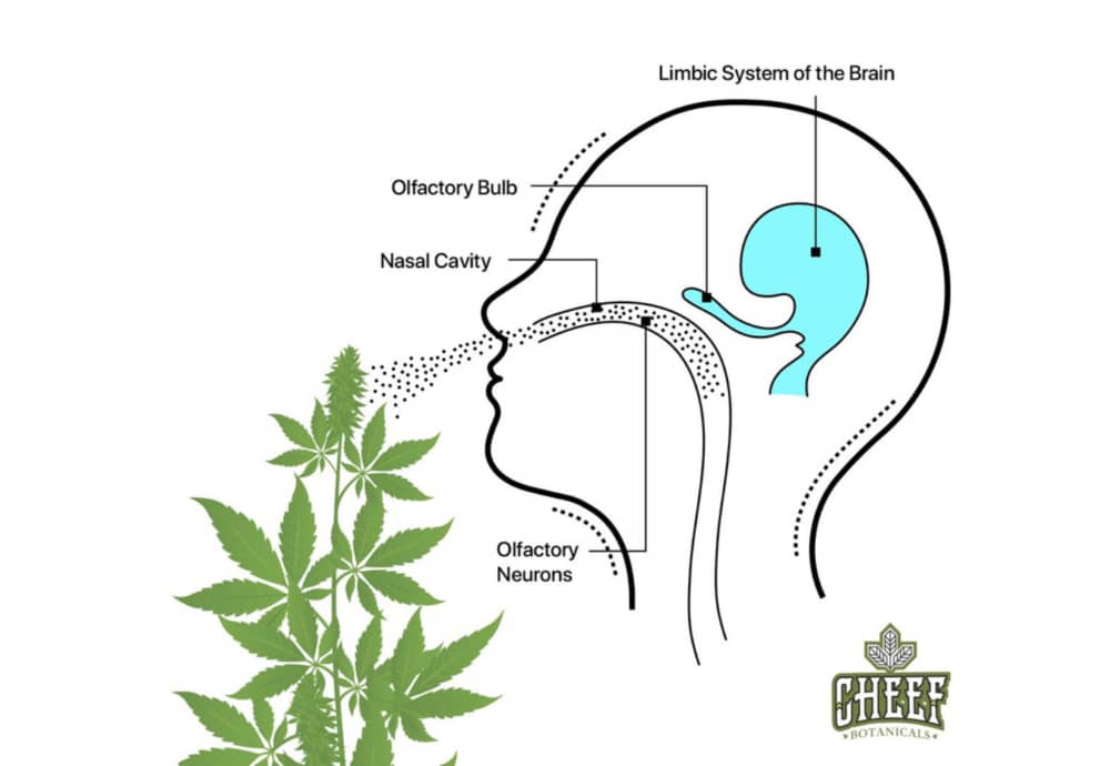 cbd flower and terpenes diagram