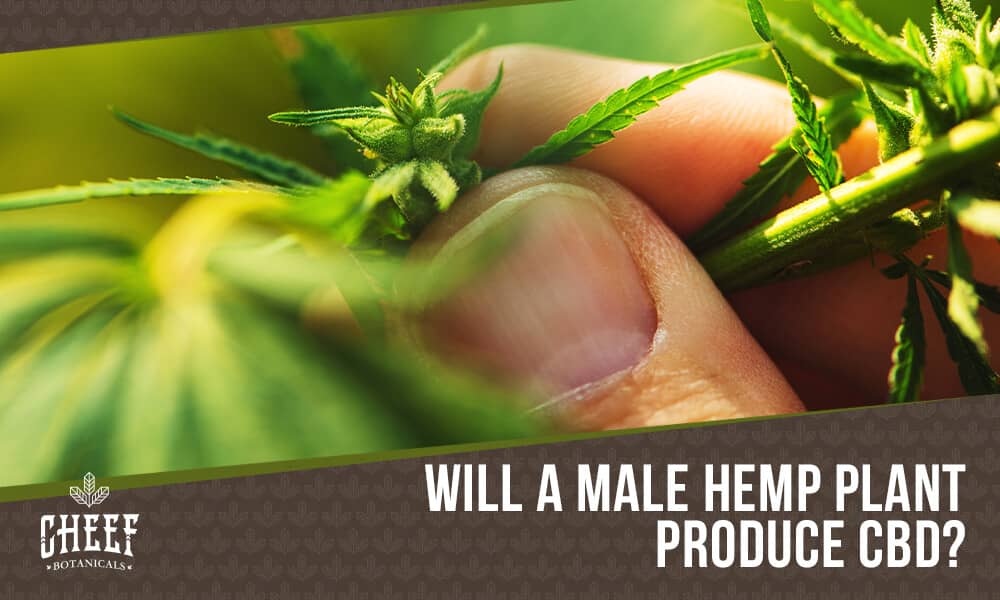 Do Male Hemp Plants Produce CBD