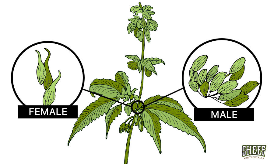 How To Identify Hemp Plants [Marijuana Vs. Hemp]