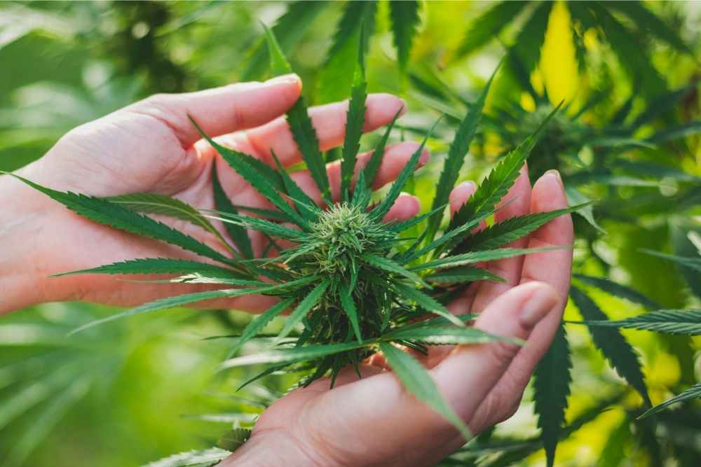 woman holding hemp plant