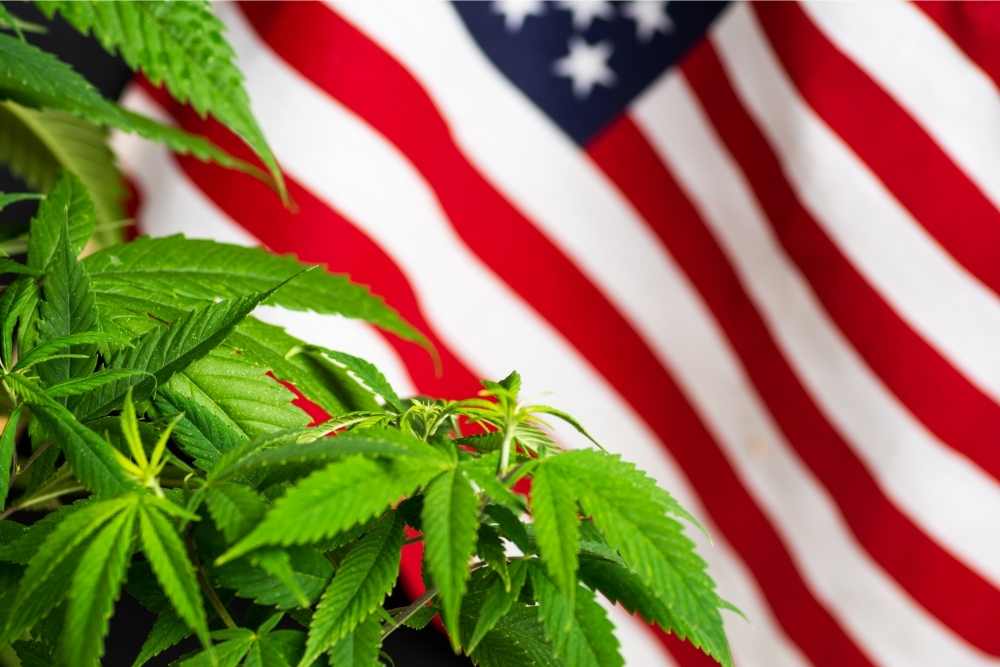 usa hemp