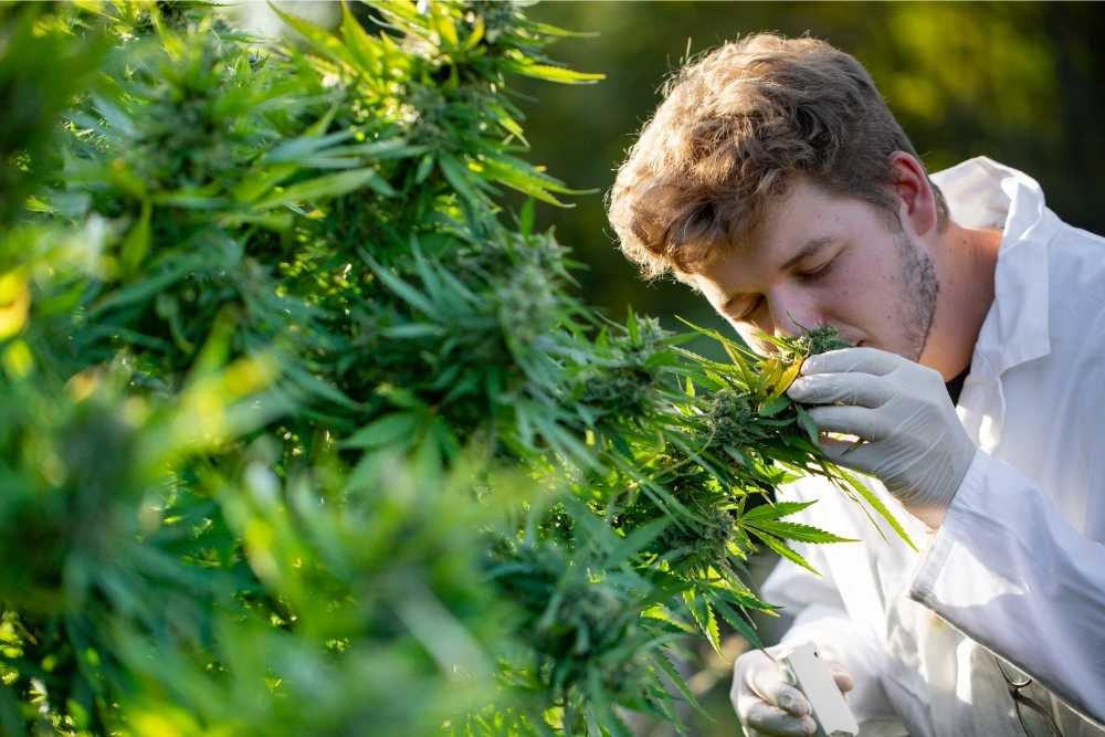 smelling cannabis bud