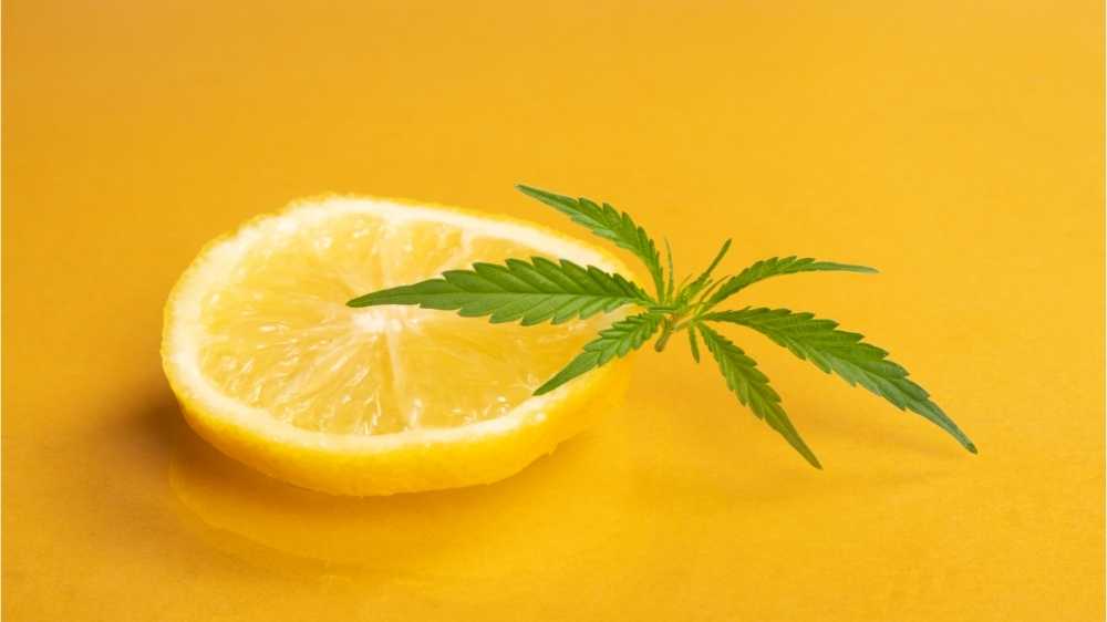lemon and cannabis leaf