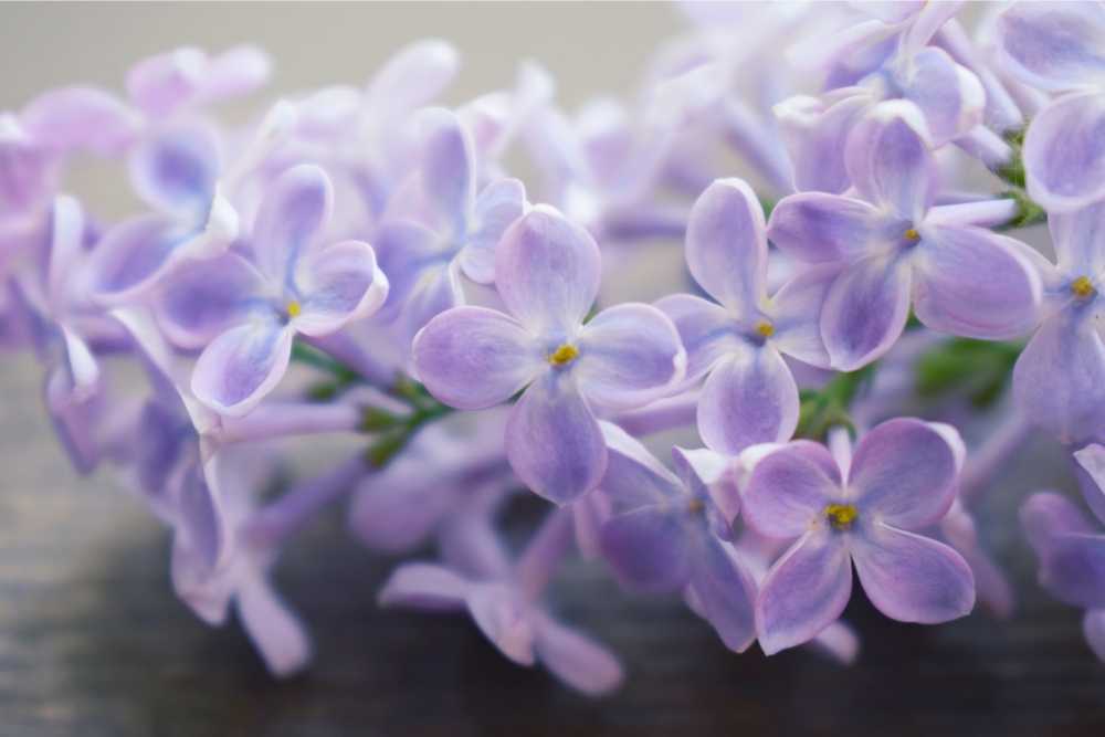 lilac flowers close up