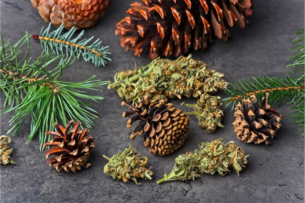 pine cones and buds