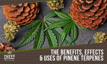 pinene terpene