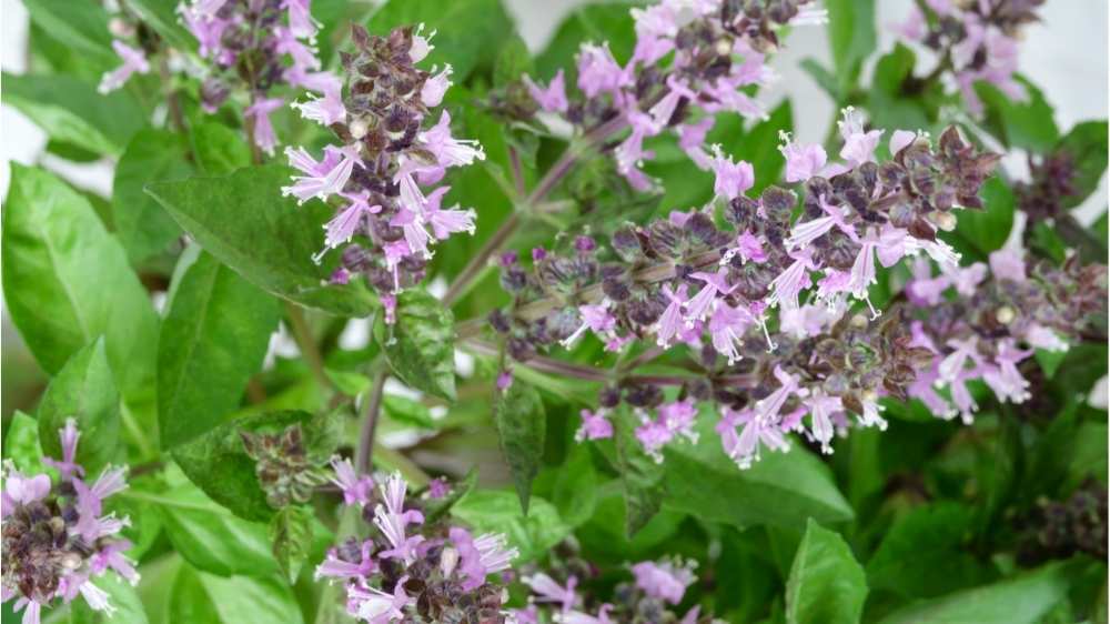 spicy grass basil flower