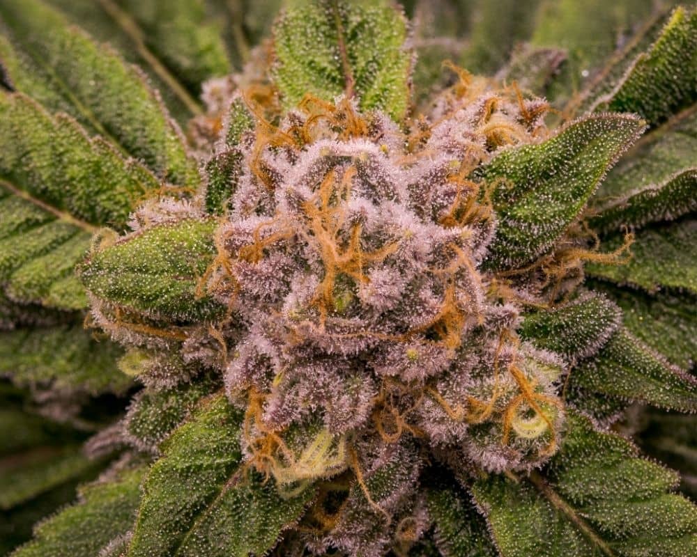 cannabis closeup terpenes and trichomes