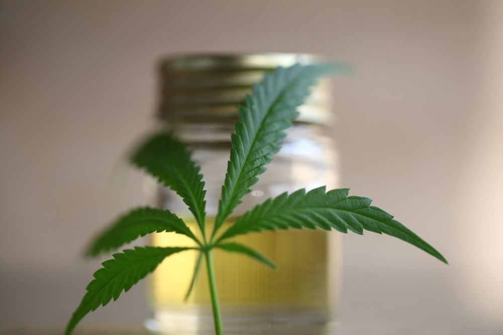 cannabis leaf with cbd oil bottle