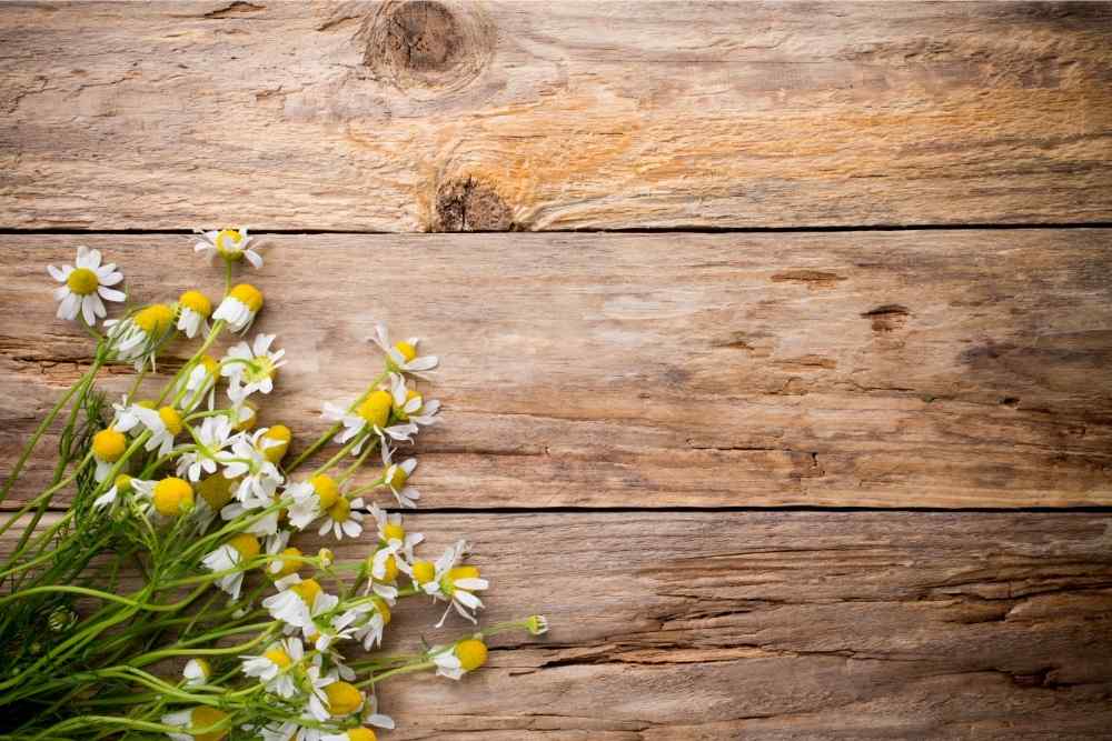 chamomile flowers against wood background