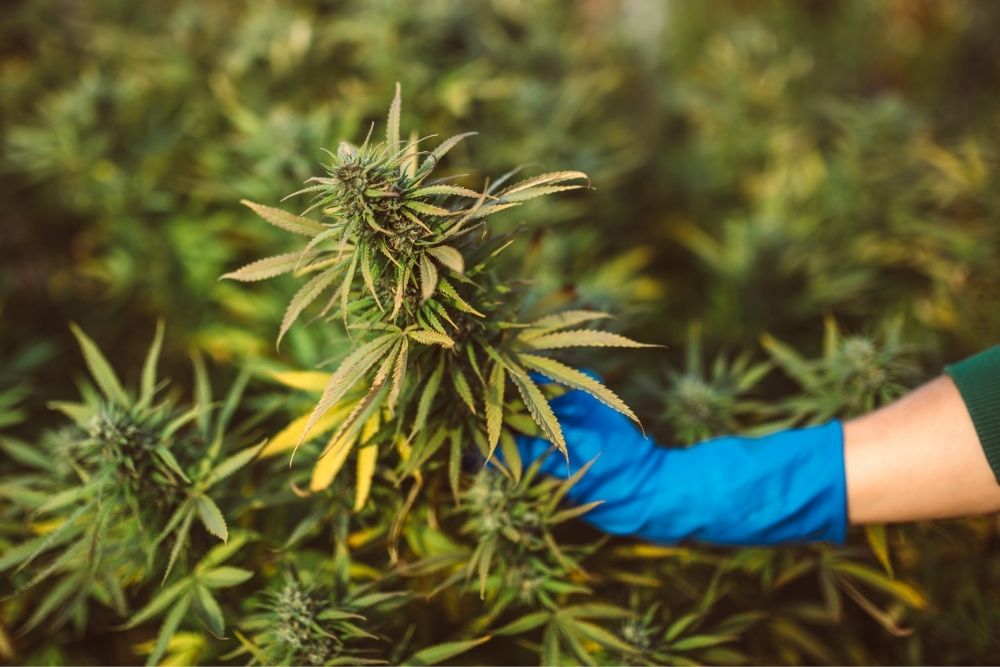 farmer holding a hemp plant