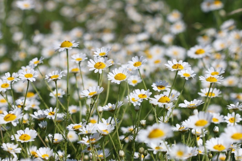 chamomile flowers growing in field