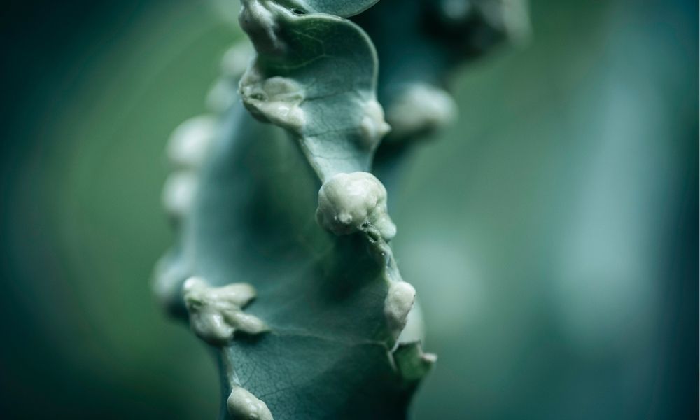 closeup of green cinnamon leaf