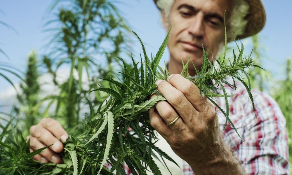 farmer man looking at hemp