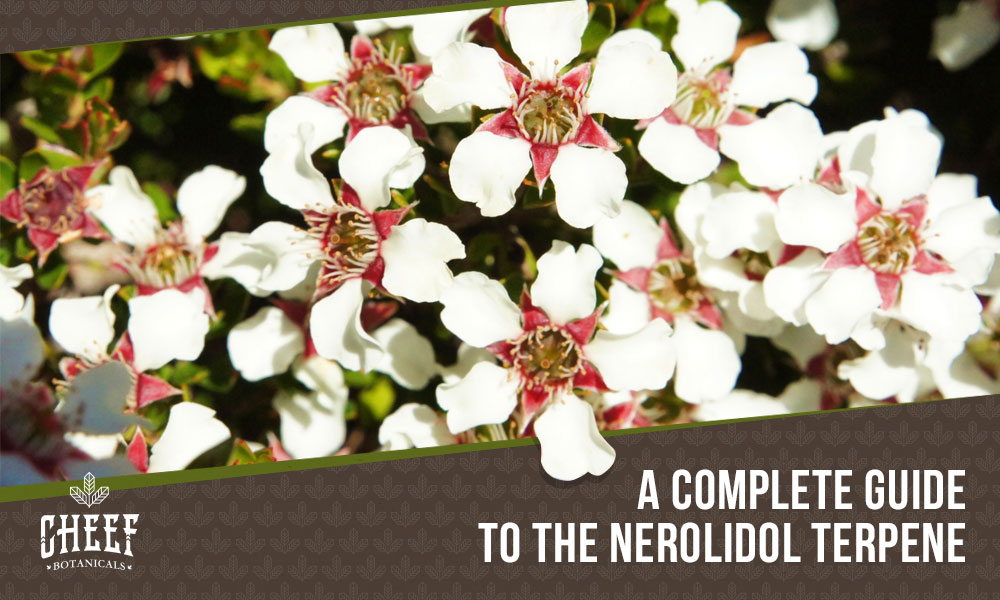 Nerolidol: A Floral Terpene With More Than Just Aromatic Benefits