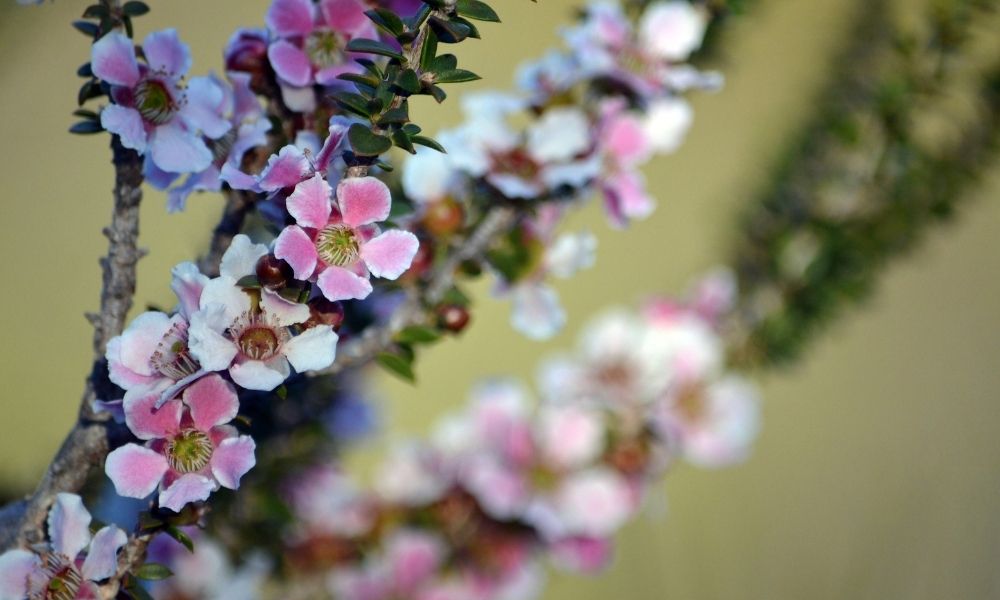 tea tree plant with flowers