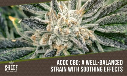 acdc cbd strain