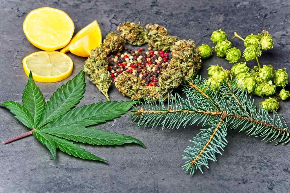 hemp leaf with pine needles terpenes