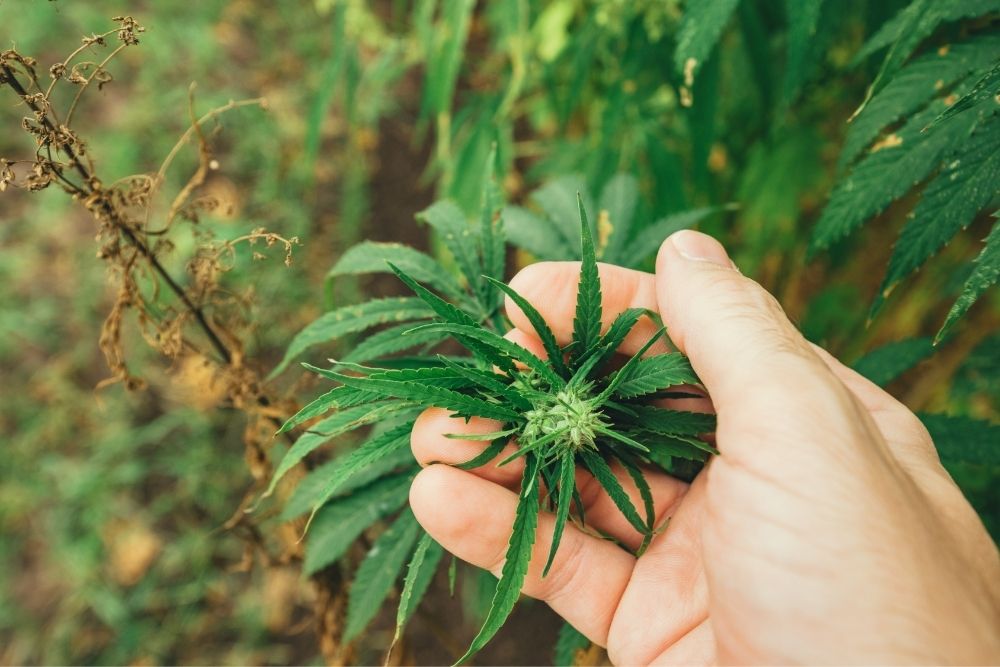 hemp plant being carefully watched