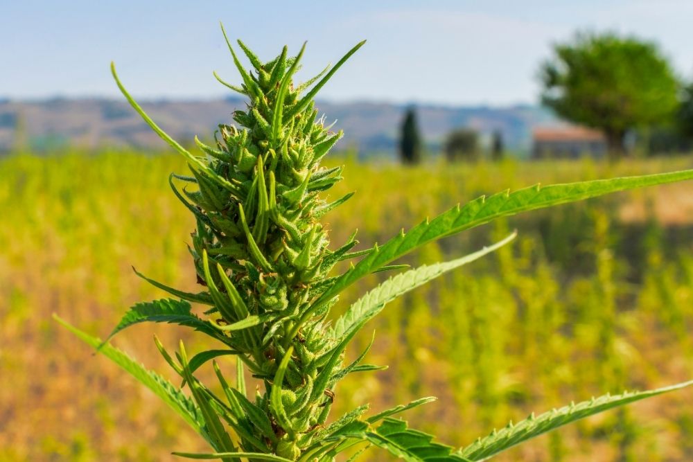 hemp plant growing in field