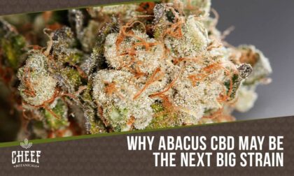 abacus cbd