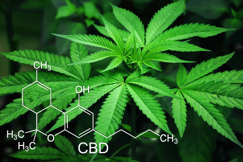 cannabis plant with molecular structure