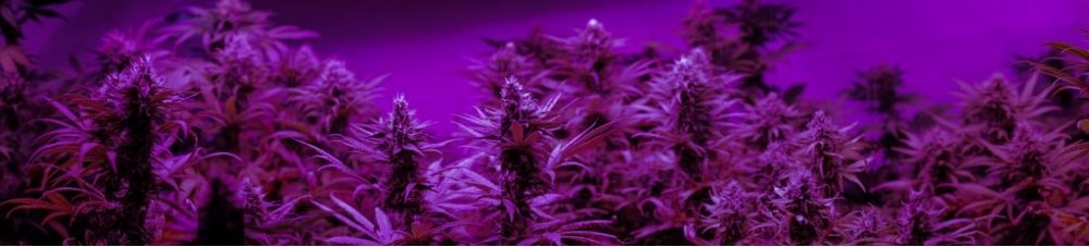 cannabis plants bathed in uv light