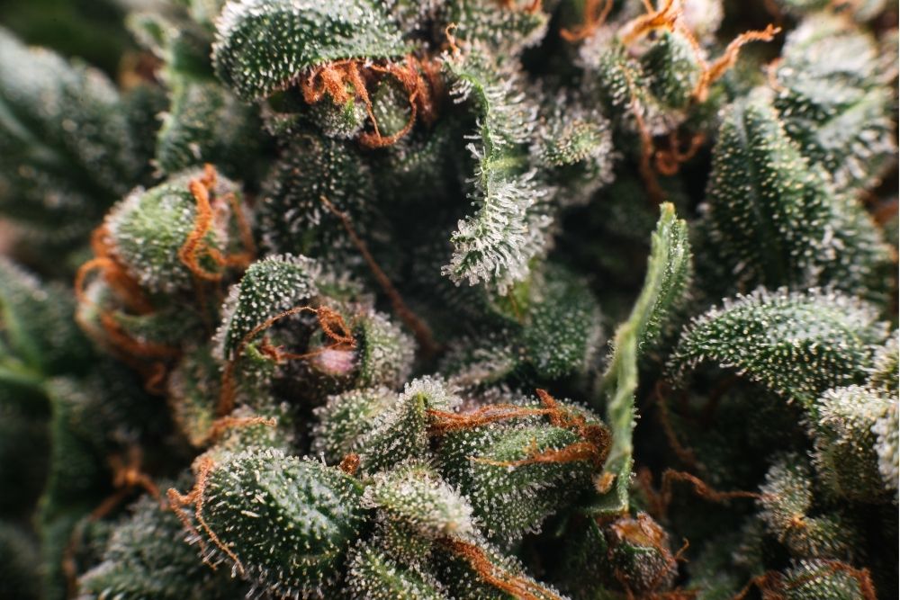 close up of hemp buds