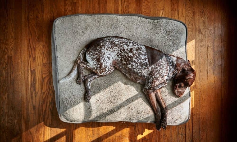 dog sleeping on a dog bed