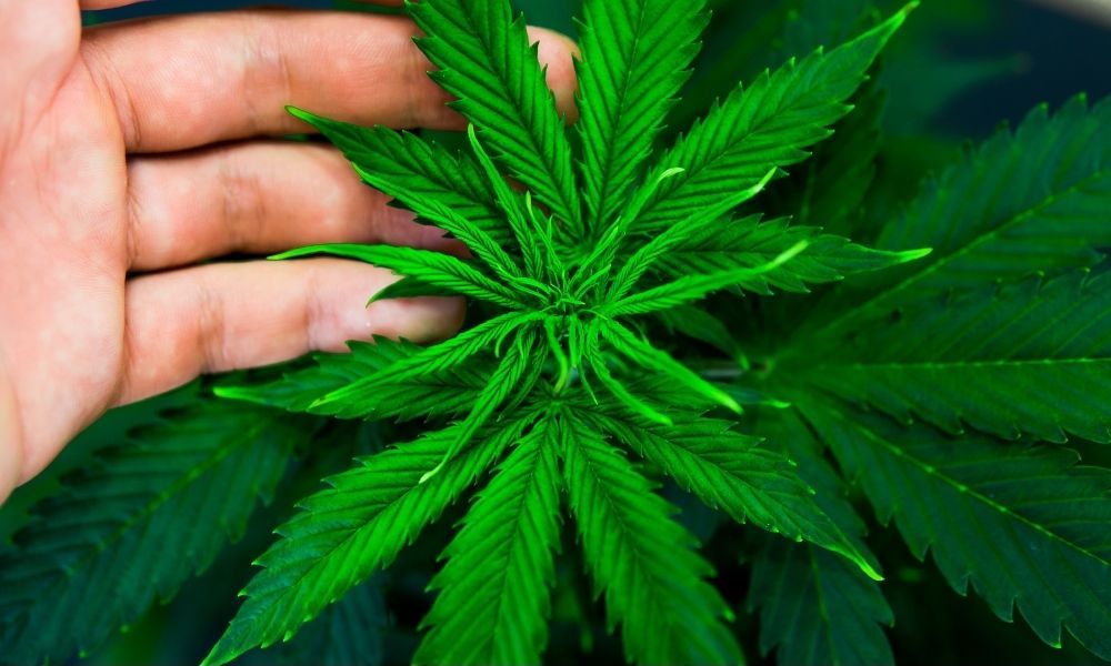 hand touching a hemp plant