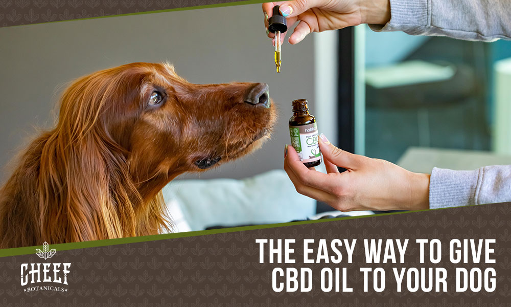 how to give cbd oil to dogs
