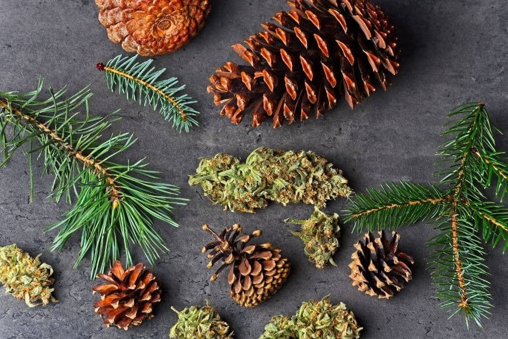 pinecones and branches with hemp buds