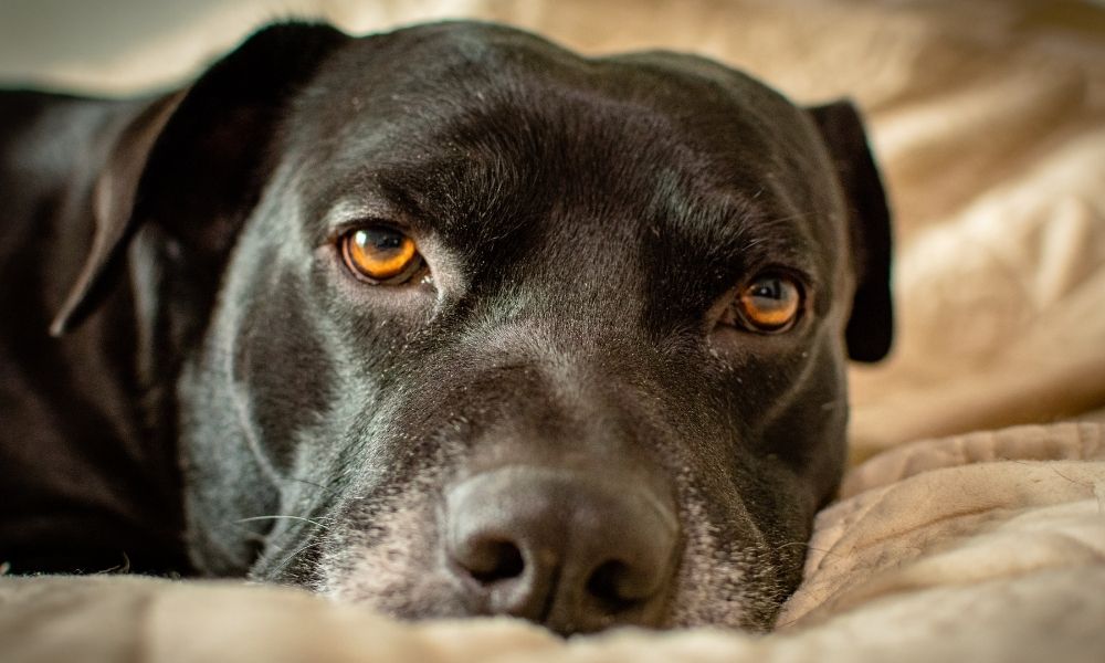 dog staring intently at you