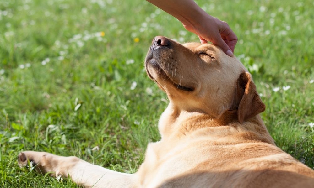person petting a happy dog