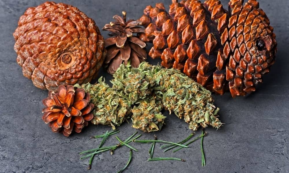 pine cones and hemp flower