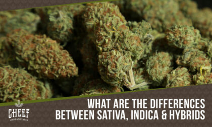 Sativa Vs Indica Vs Hybrid