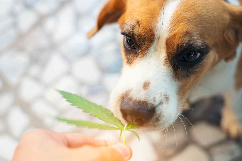 dog sniffing hemp