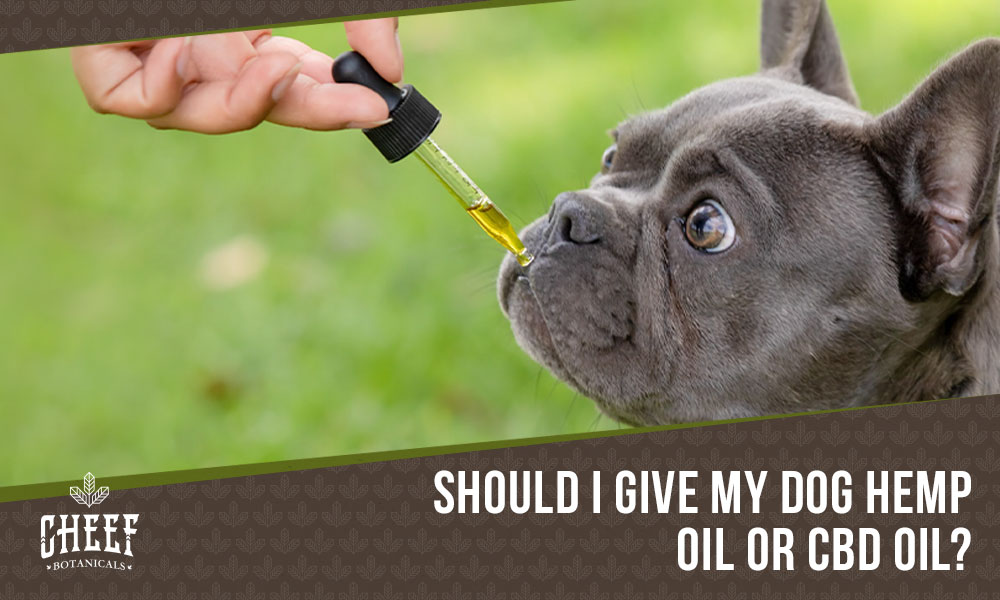 hemp oil vs cbd oil for dogs