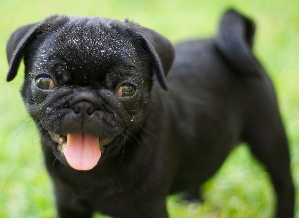 black pug dog happy
