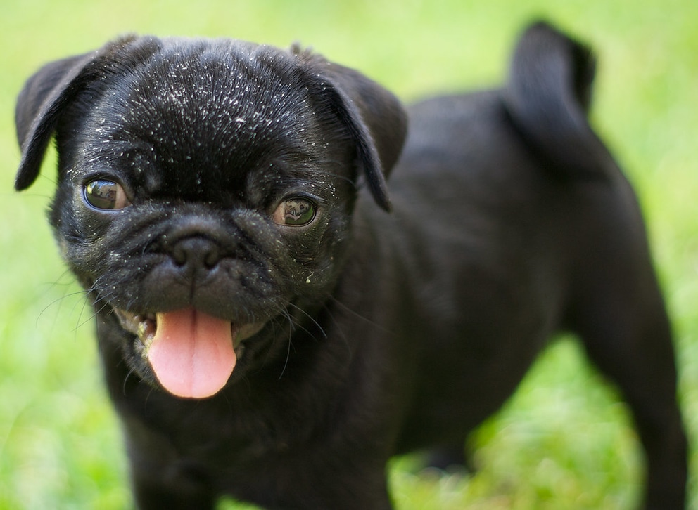 is it normal for a puppy to have dandruff