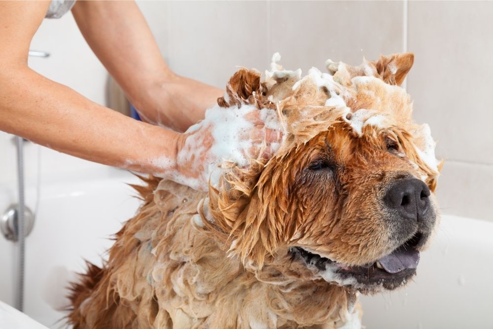 dog owner bathing a big dog