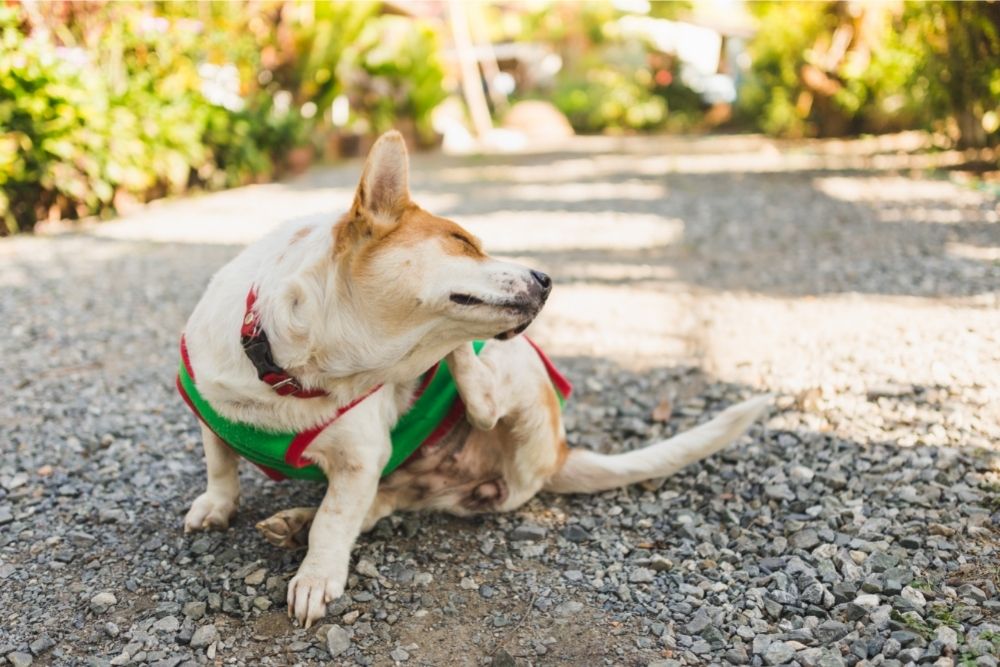 little dog scratching his ears with his leg