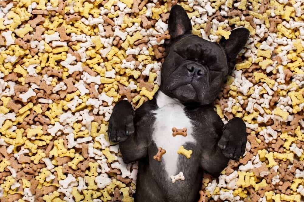 small dog sleeping on a pile of treats