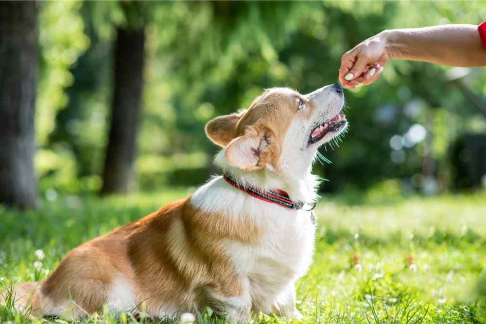 corgi in park