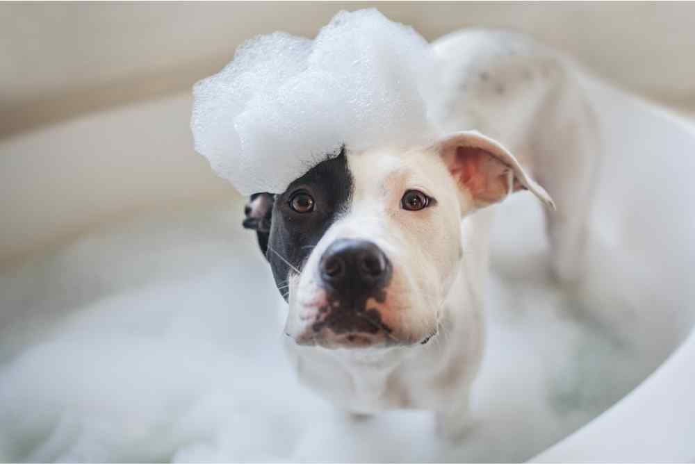 dog bath