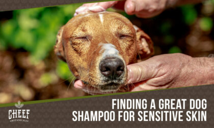 dog shampoo for sensitive skin